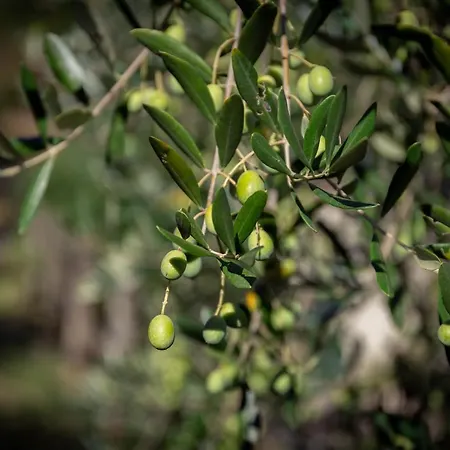 Apartament Olivium La Spezia