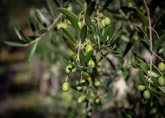 公寓 奥利韦姆酒店 斯培西亚